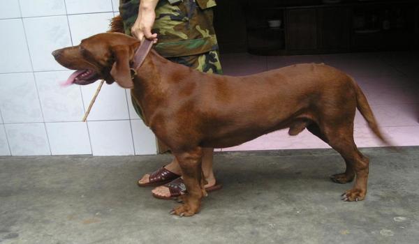 三角洲寻血猎犬背包里的能看到吗(三角洲寻血猎犬背包具体能装什么?) 三角洲寻血猎犬背包里的能看到吗(三角洲寻血猎犬背包具体能装什么?)