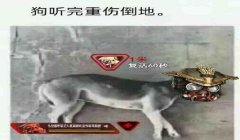 三角洲寻血猎犬的挂怎么开（给我开一个三角洲寻血猎犬的挂）