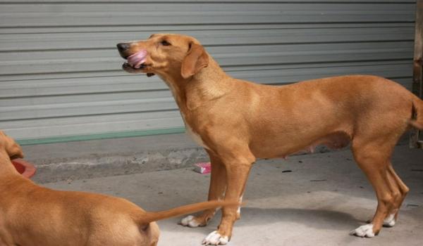 三角洲寻血猎犬什么意思(三角洲寻血猎犬是真实存在的吗?) 三角洲寻血猎犬什么意思(三角洲寻血猎犬是真实存在的吗?)